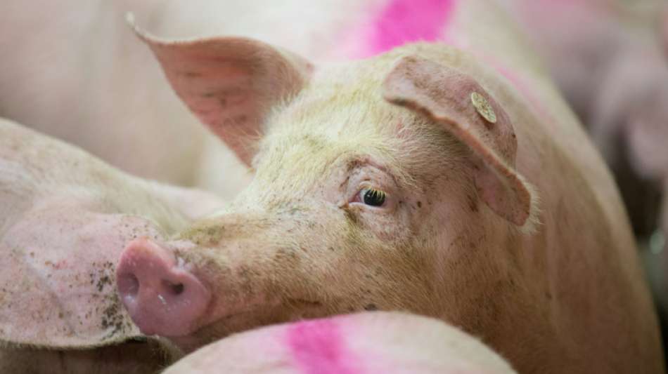 Dutzende Schweine verenden bei Schwelbrand in Baden-Württemberg
