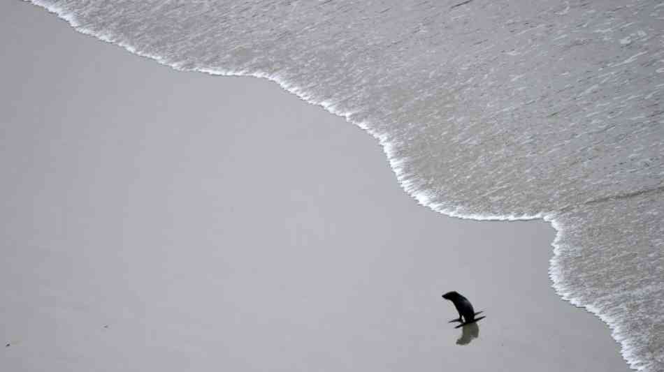 Sechs enthauptete Robbenbabys in Neuseeland entdeckt