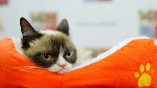 Internetstar "Grumpy Cat" ist tot