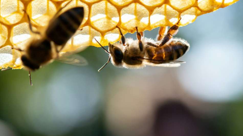 EU-Parlament fordert mehr Schutz für Bienen vor Pestiziden