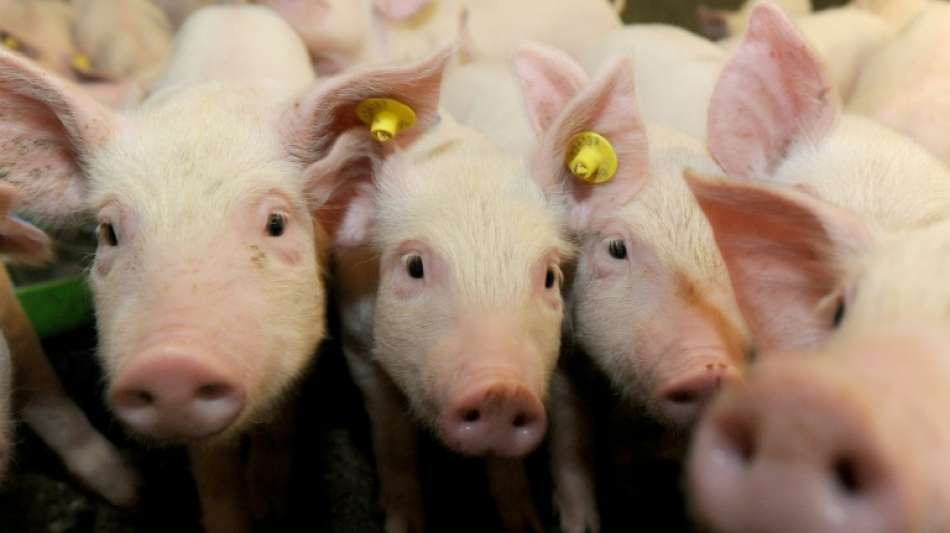 Klöckner stellt Konzepte für Schweineställe der Zukunft vor