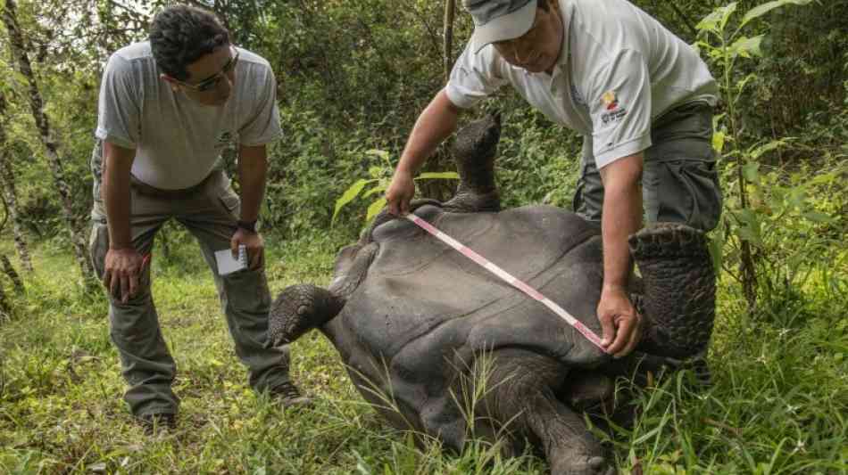 Mehr als 150 Riesenschildkröten finden neue Heimat auf Galápagos