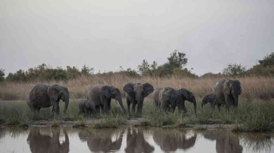 Zwei Menschen in Tansania von Elefanten zu Tode getrampelt