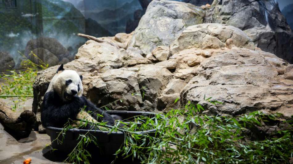 Panda aus Washingtoner Zoo tritt Reise nach China an 