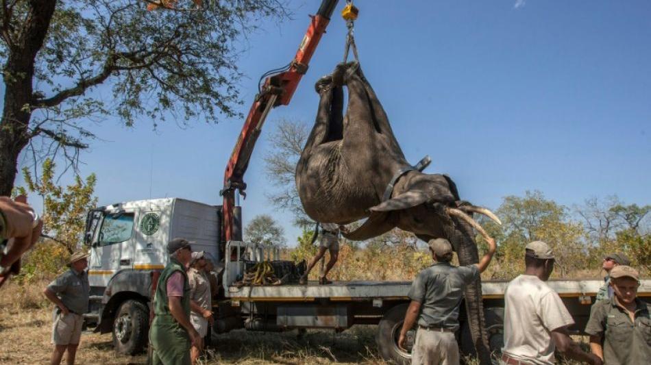 Malawi beendet die größte Elefantenumsiedlung aller Zeiten