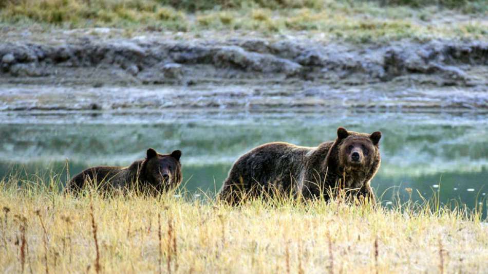 Grizzlybär tötet schlafenden Touristen beim Zelten in Kanada