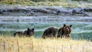 Grizzlybär tötet schlafenden Touristen beim Zelten in Kanada