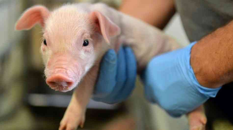 Deutscher Tierschutzbund fordert von Bundestag Ablehnung betäubungsloser Ferkelkastration