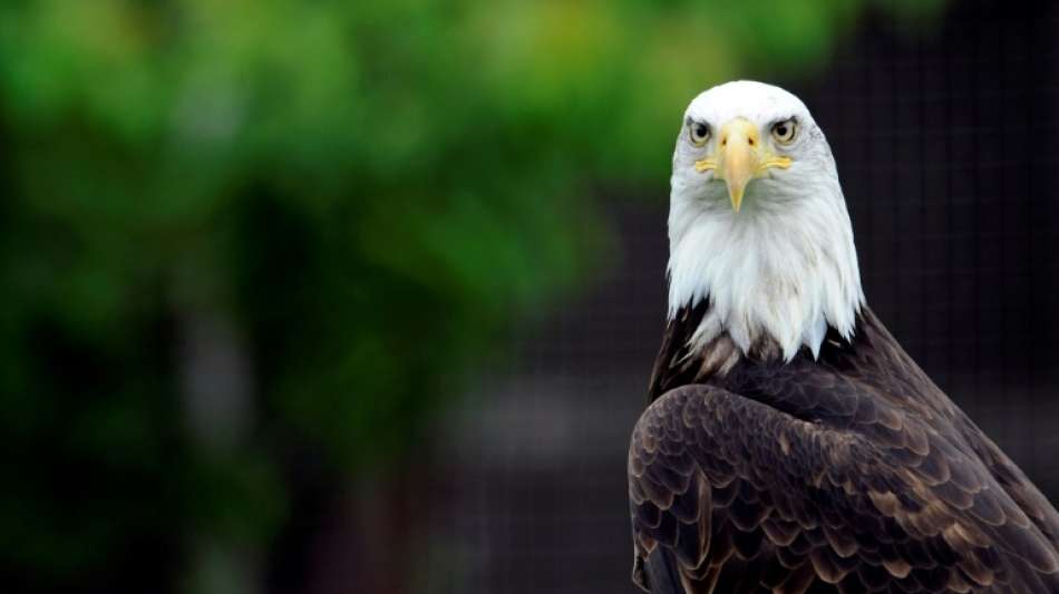 Vermisster Weißkopfseeadler durchquert halb Frankreich