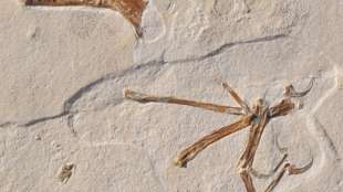 Der Urvogel Archaeopteryx hat überraschend Konkurrenz bekommen