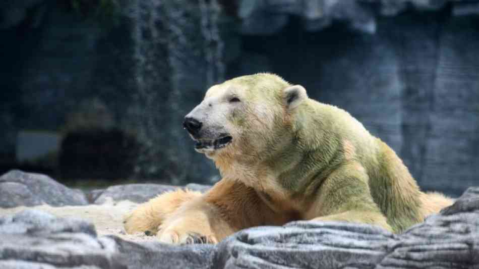 Zoo Singapur: Erster in den Tropen geborener Eisb