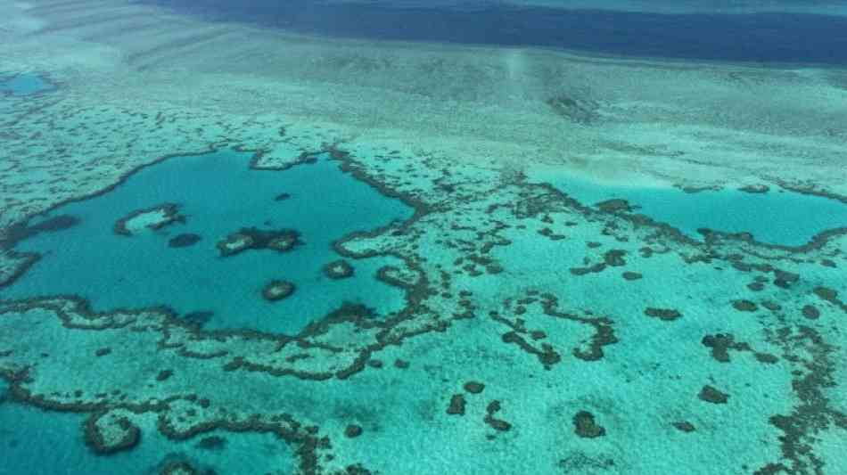 33-Jähriger bei Hai-Attacke an Australiens Great Barrier Reef getötet