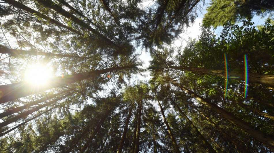 Unionsminister treffen sich zu Krisengipfel wegen massiver Waldschäden