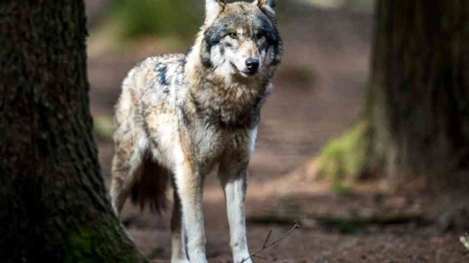 Niedersachsen will in Ausnahmefällen Wolfsrudel abschießen lassen