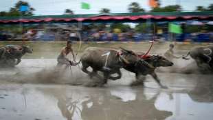 Wasserbüffel donnern bei traditionellem Rennen in Thailand durch den Schlamm