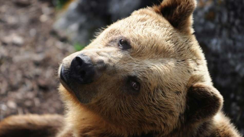 Erster Braunbär seit über hundert Jahren in Portugal gesichtet