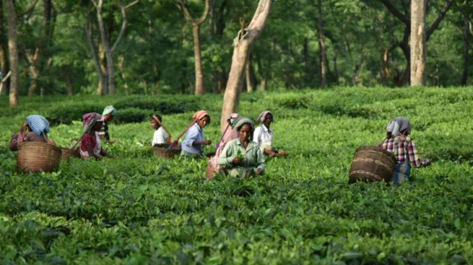 Studie: Deutsche Teefirmen mitverantwortlich für prekäre Situation in Darjeeling