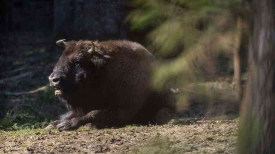 Tierwelt: Wisente aus Deutschland werden in Rum