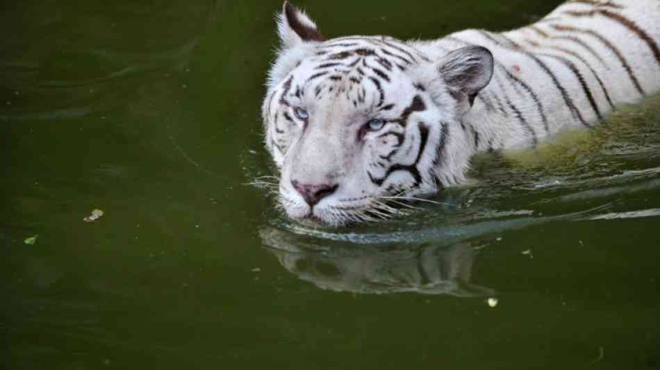 Indien: Zwei Tigerjunge töten Wärter in indischem Tierpark Bangalore