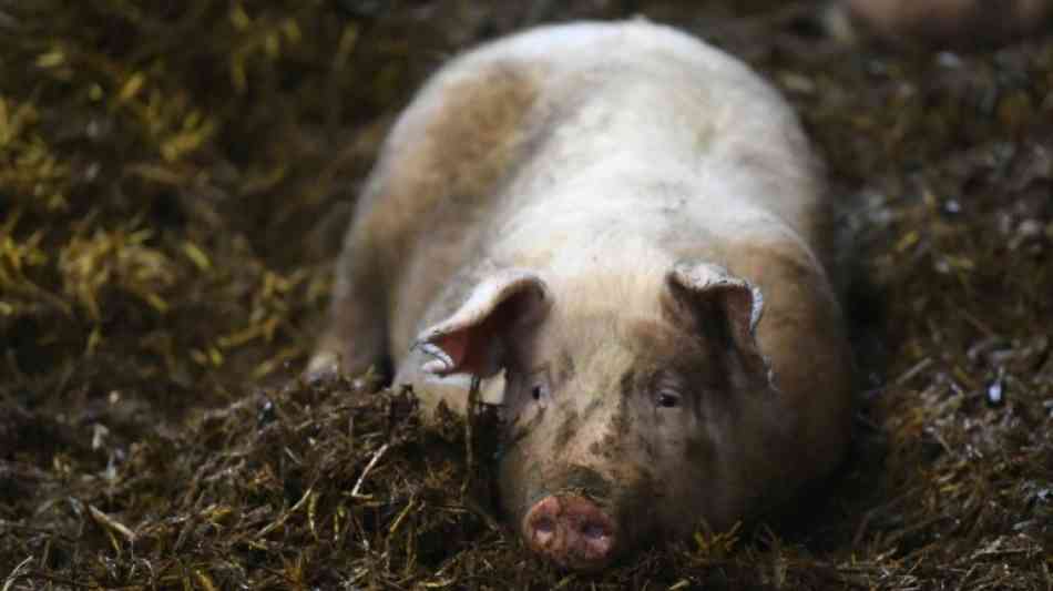 Studie legt schwere Tierschutzprobleme in der Schweinehaltung offen