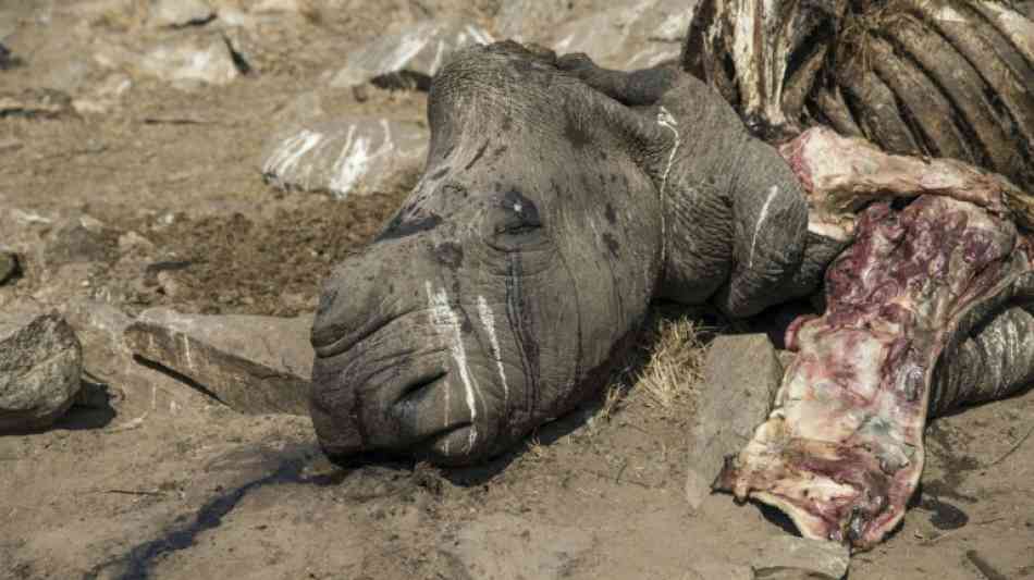 Polizei: Nashorn-Wilderei in Südafrika um ein Viertel zurückgegangen