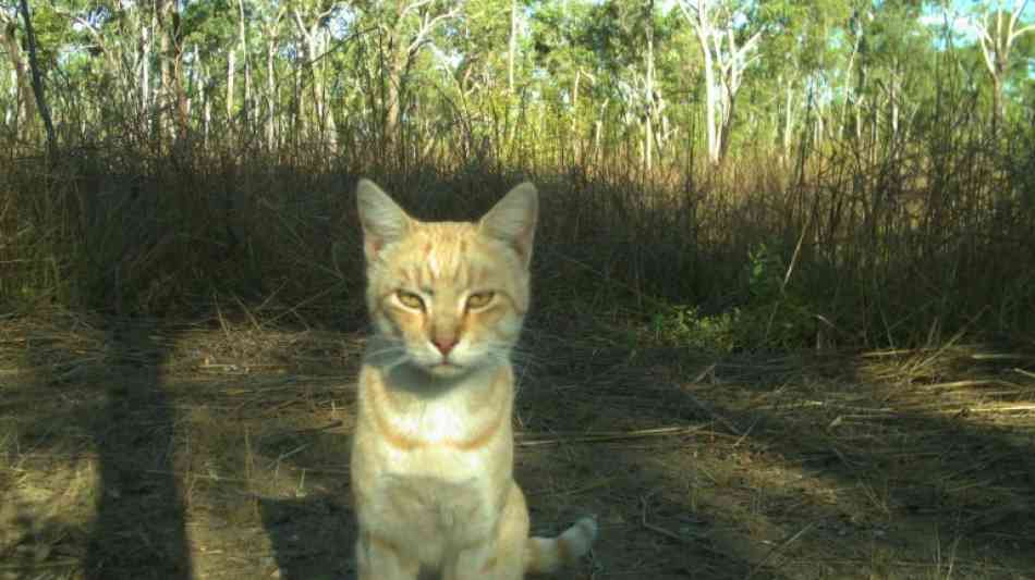 Studie: Verwilderte Katzen in Australien t