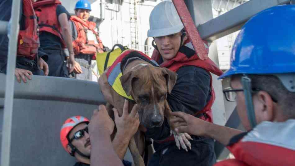 US-Seglerinnen und ihre Hunde nach monatelanger Irrfahrt auf Pazifik gerettet