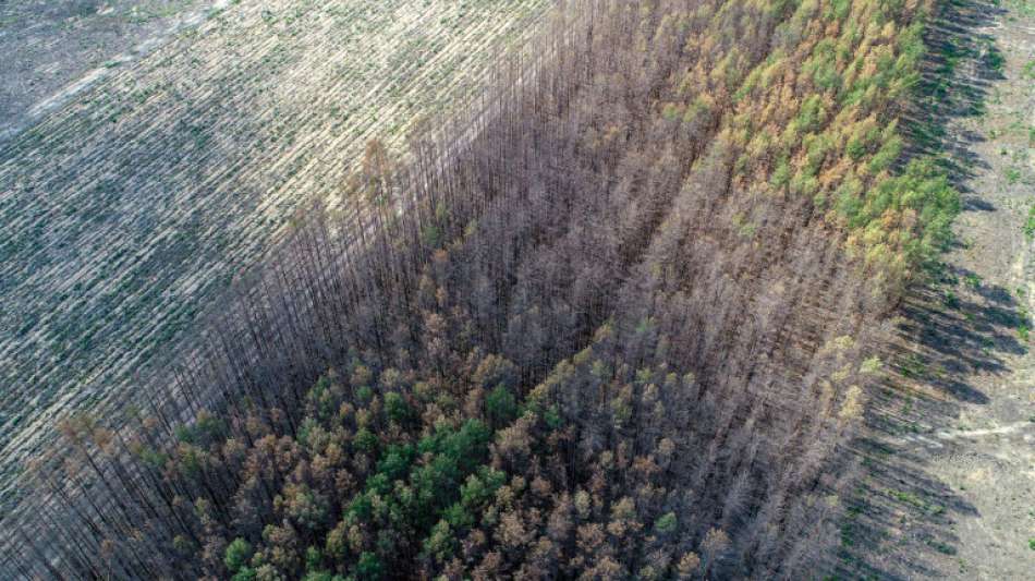Forstministerin Klöckner spricht wegen Waldschäden in Deutschland von "Zäsur"
