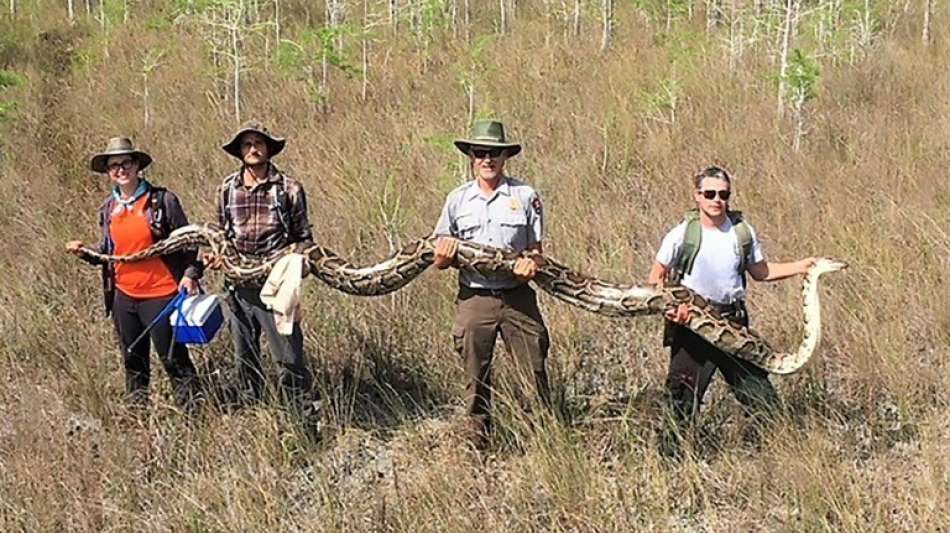 Mehr als fünf Meter lange Riesen-Python in Florida gefangen