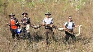 Mehr als fünf Meter lange Riesen-Python in Florida gefangen