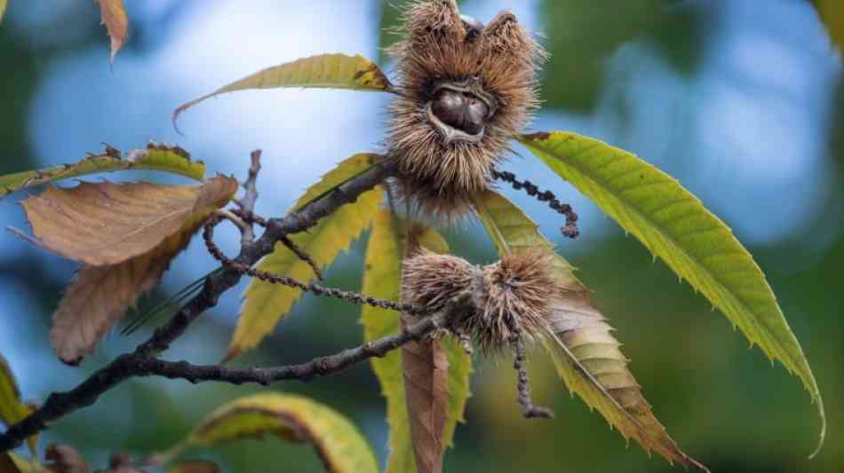 Umwelt und Kultur: Esskastanie ist Baum des Jahres 2018