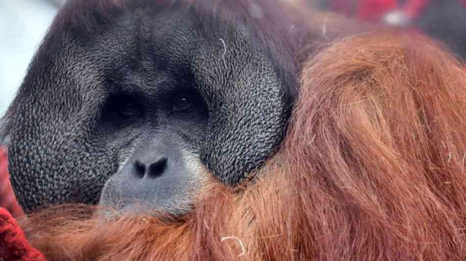 IUCN - Kutai: Orang-Utan auf Insel Borneo mit 130 Sch