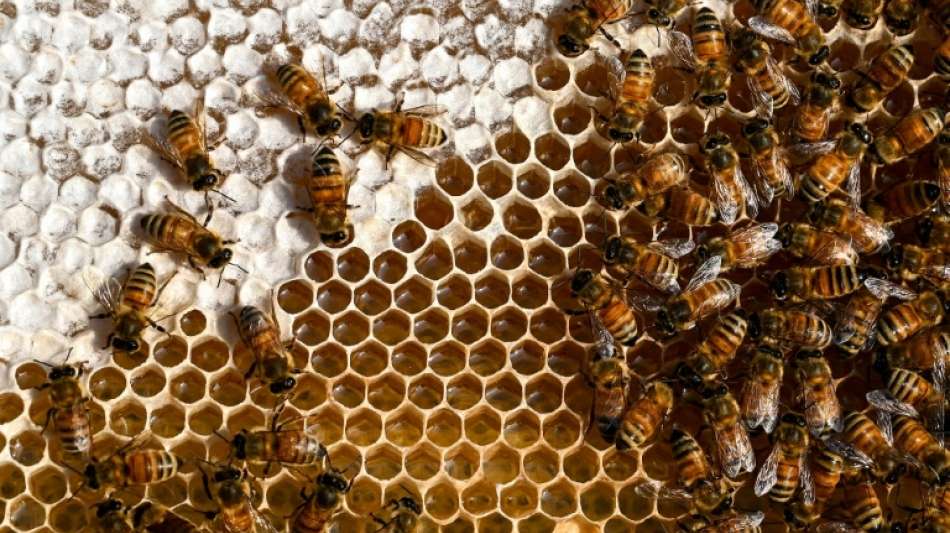 FAO: Bienensterben bedroht weltweite Ernährungssicherheit