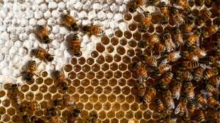 FAO: Bienensterben bedroht weltweite Ernährungssicherheit