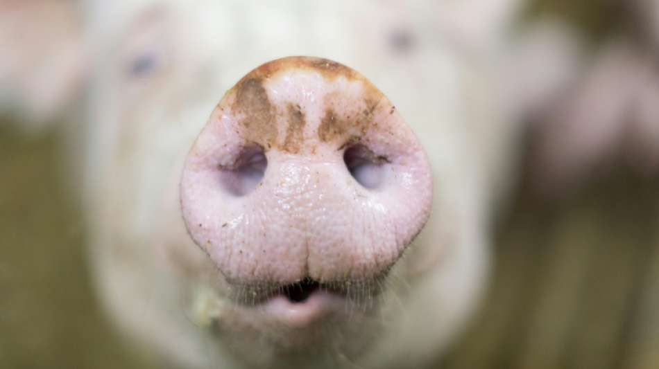 Bauern halten höhere Steuer auf Fleisch für "zu kurz gedacht"