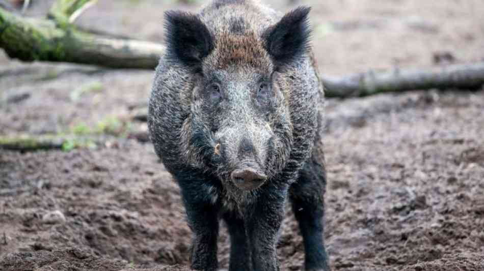 Radfahrer bei Zusammenstoß mit Wildschwein in Niedersachsen verletzt