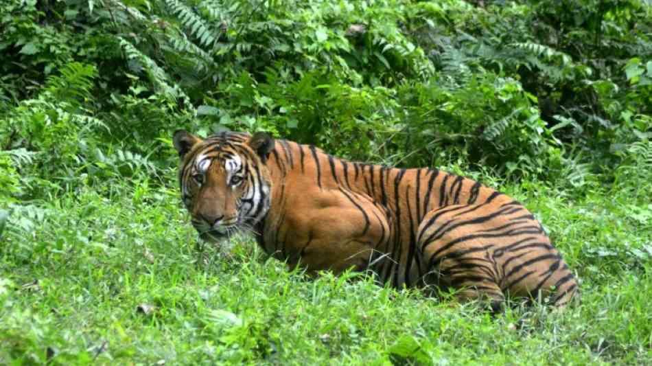 Menschenfressende Tigerin in Indien nach wilder Jagd getötet