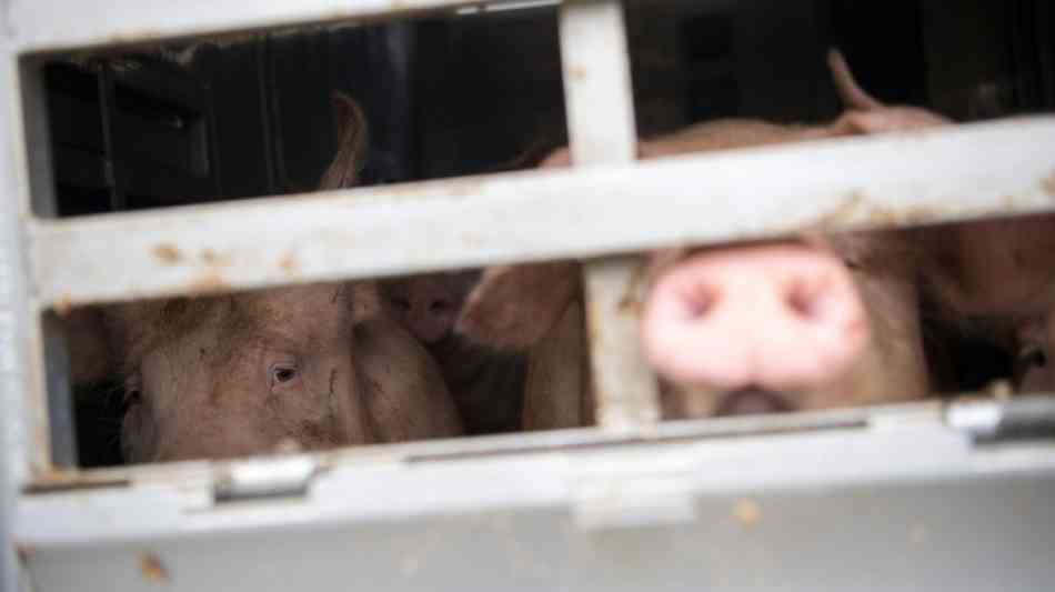 Schleswig-Holstein stoppt vorübergehend Tiertransporte in Drittstaaten 