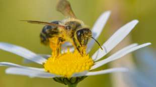 Bestand fast jeder zweiten Insektenart ist rückläufig