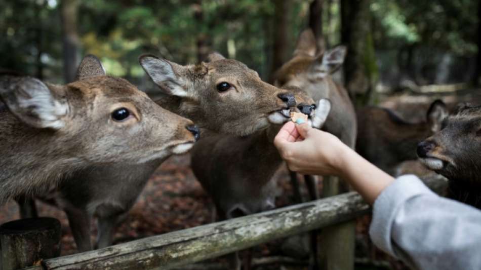 Neun Hirsche in japanischem Wildpark nach Verzehr von Plastiktüten gestorben