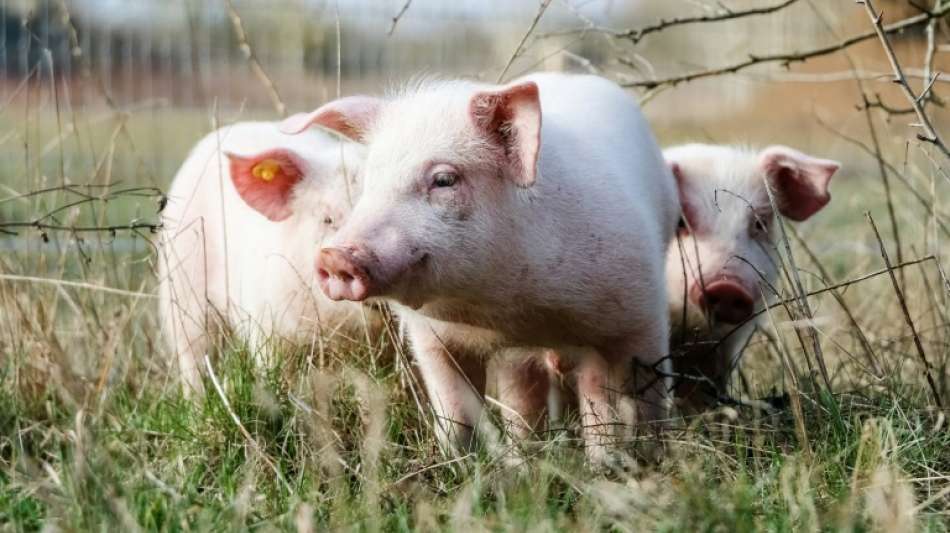 Ferkel gelingt in Niedersachsen Flucht aus Tiertransporter