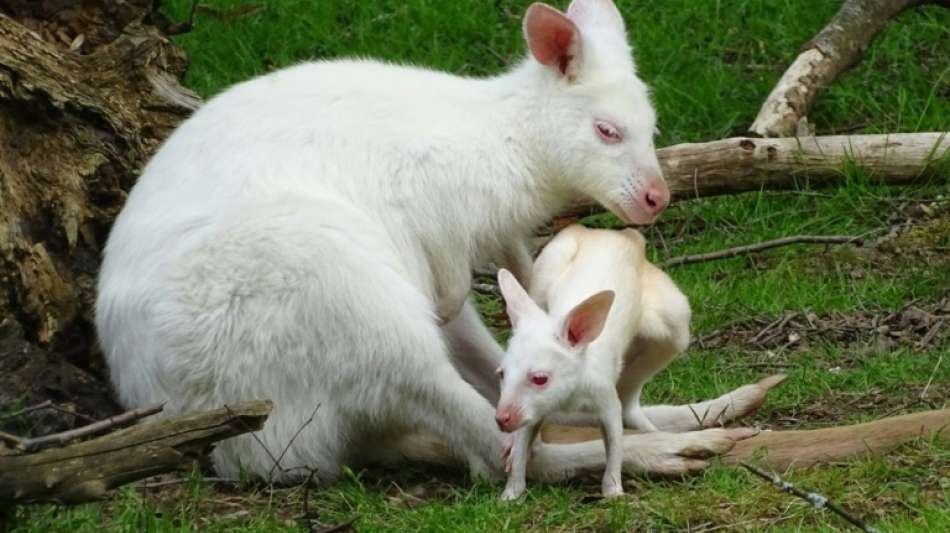 Albino-Känguru Flöckchen bringt schneeweißen Nachwuchs zur Welt