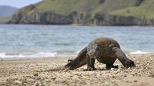 Indonesien prüft Sperrung der Insel Komodo für Touristen