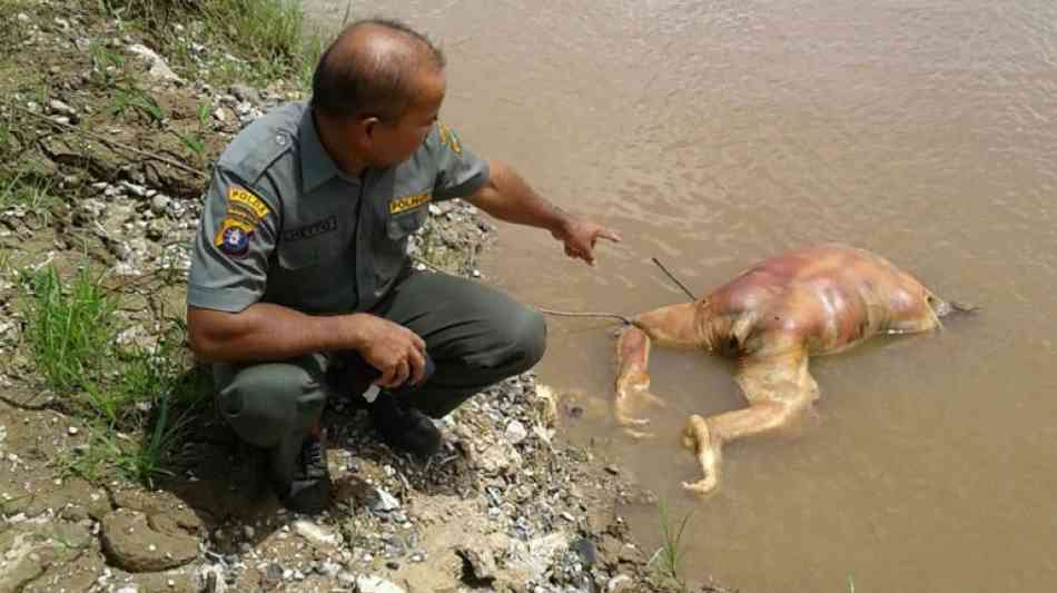 Tierwelt: Zahl der Orang-Utans auf Borneo geht dramatisch zur