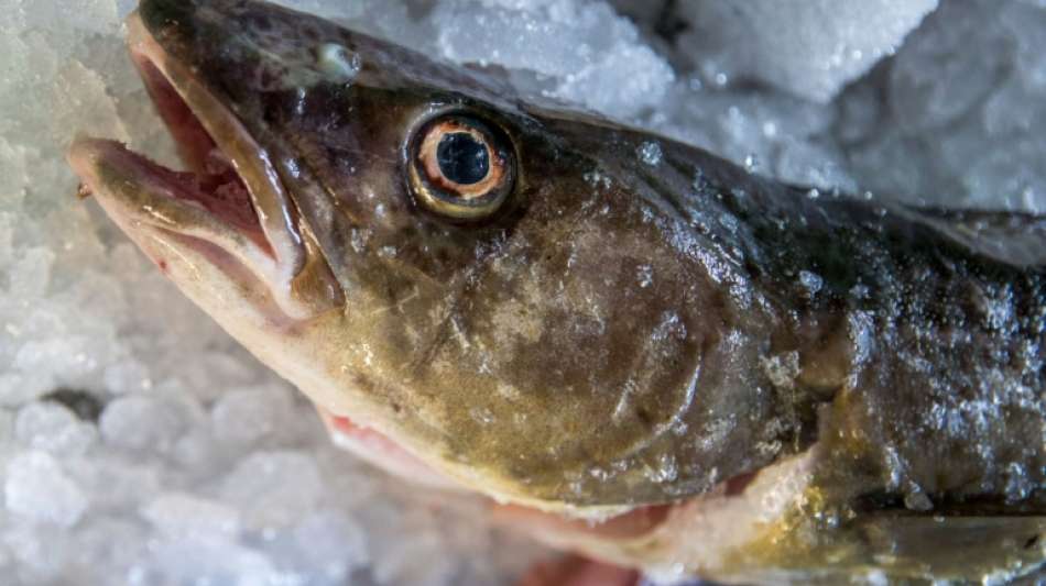 EU erlässt Fangverbot für Dorsch in der östlichen Ostsee 