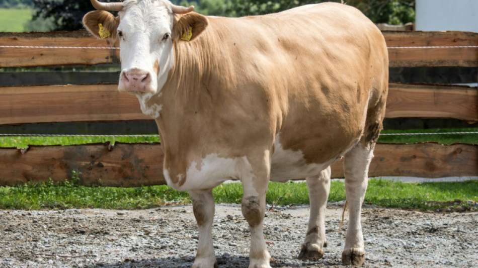 Mit wochenlanger Flucht bekannt gewordene Kuh Yvonne aus Bayern ist tot