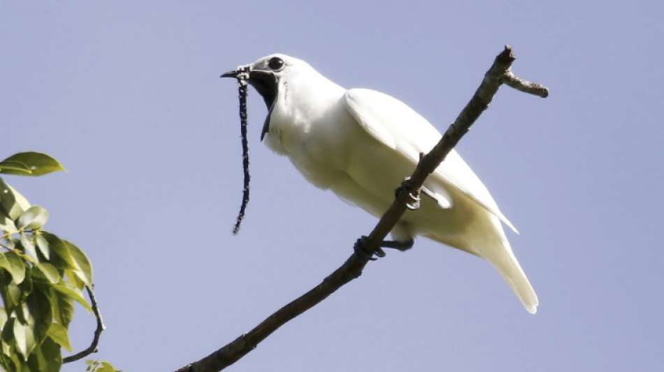 Studie: Der lauteste Vogel der Welt ruft aus Liebe