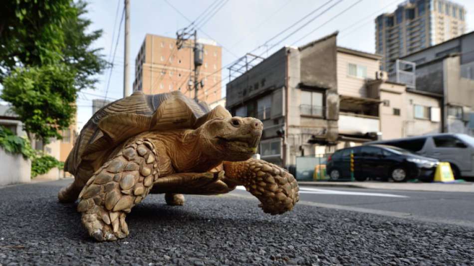 Keine Ausnahme bei Ausgangssperre für Gassigehen mit der Schildkröte