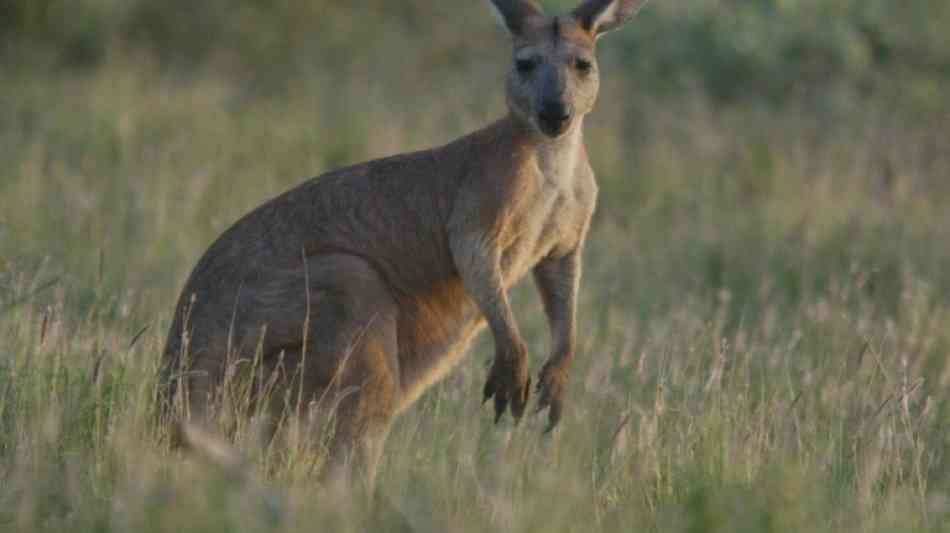 Polizei Sydney: Drei Verletzte nach Känguru-Attacke in Australien