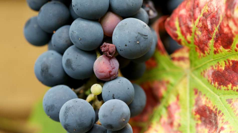 Mainzer Weinbauminister Wissing ermöglicht Weinbaubetrieben Säuerung